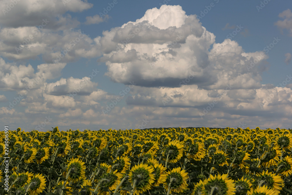 Sunflower field on a summer day against the sky with clouds