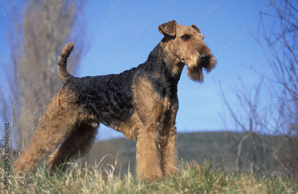Airedale Terrier Airedale Terrier