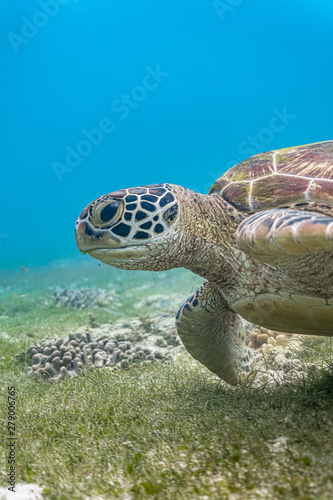 Close up view of a green sea turtle feeding on a sea grass. Green sea turtles are herbivores. The jaw is serrated to help the turtle easily chew seagrasses and algae  its primary food sources.