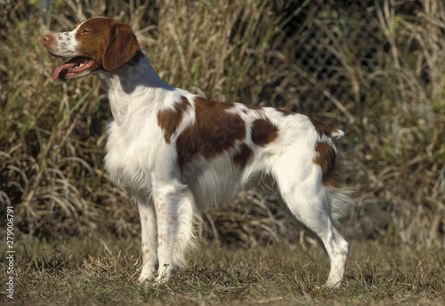 Fotografía Brittany Spaniel