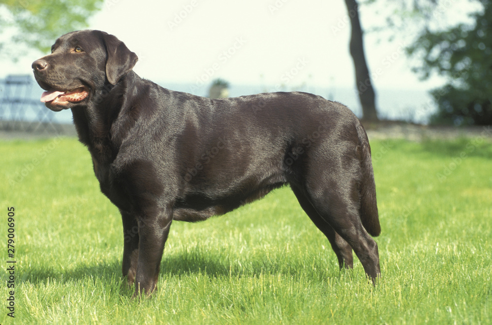 Labrador Retriever Labrador Retriever