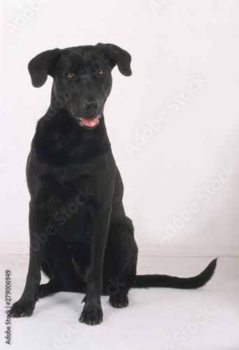 Fototapeta Naklejka Na Ścianę i Meble -  Majorca Shepherd Dog
