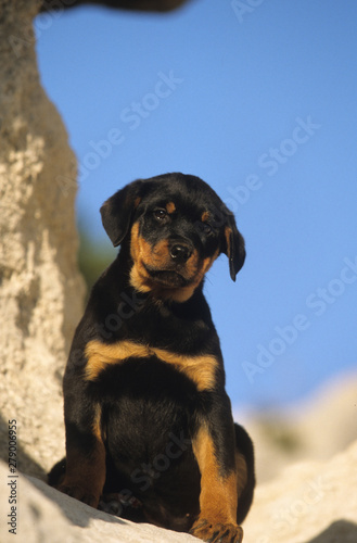 Rottweiler