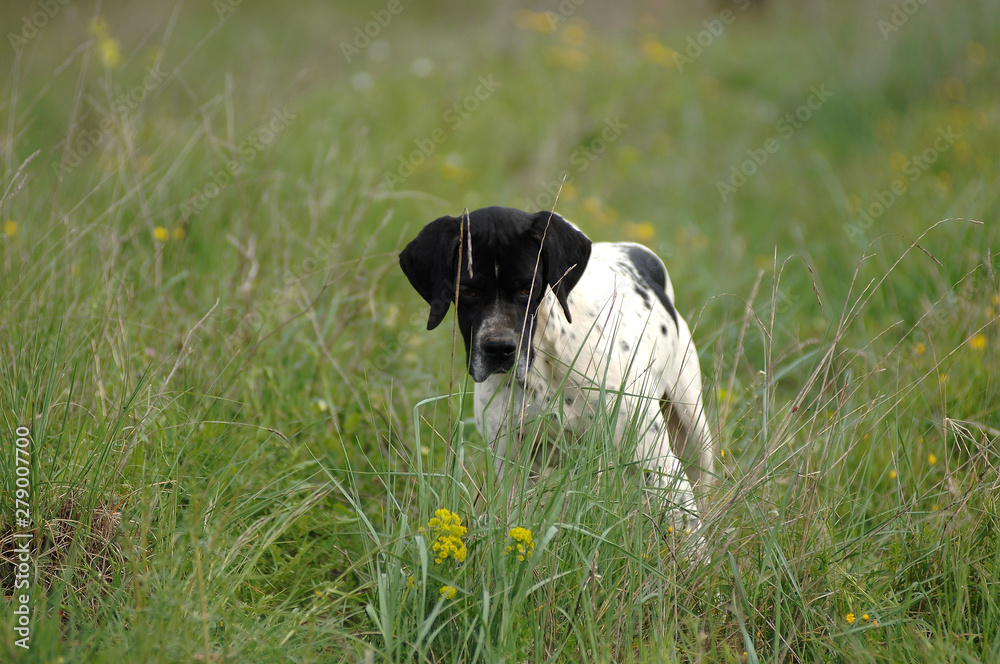 English Pointer