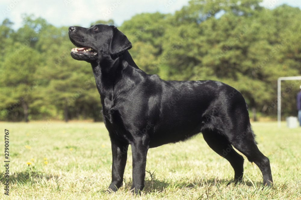 Labrador Retriever