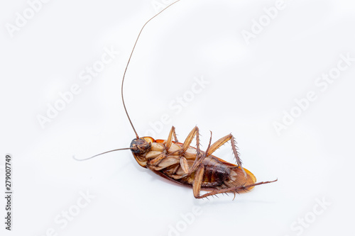 Brazilian cockroach killed on white background. Dead insect photograph in high resolution. Insect and common pest of Brazil. © RHJ