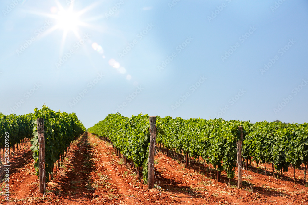 Naklejka premium Sunny vineyard and the beautiful blue sky and sunshine