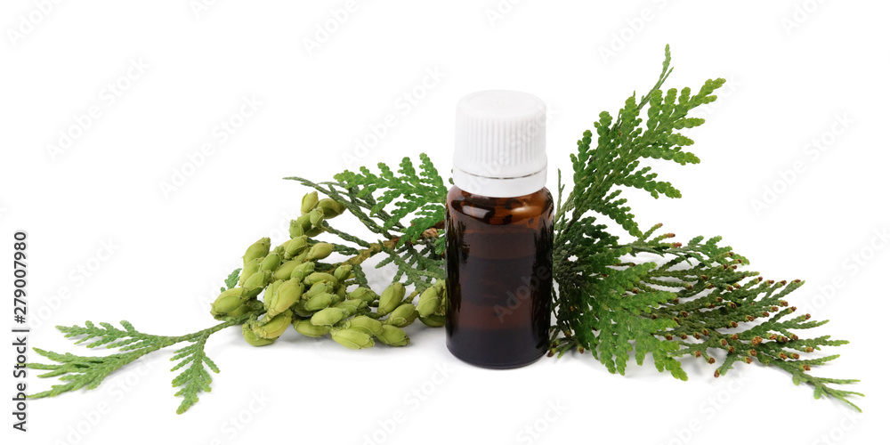 Thuja essential oil in bottle with white cedar seeds and foliage isolated on white background Thuja essential oil in bottle with white cedar seeds and foliage isolated on white background