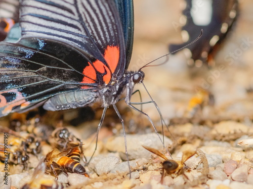 Close-up a Papilio memnon, the great Mormon (Papilio memnon agenor) feeding on ground. photo