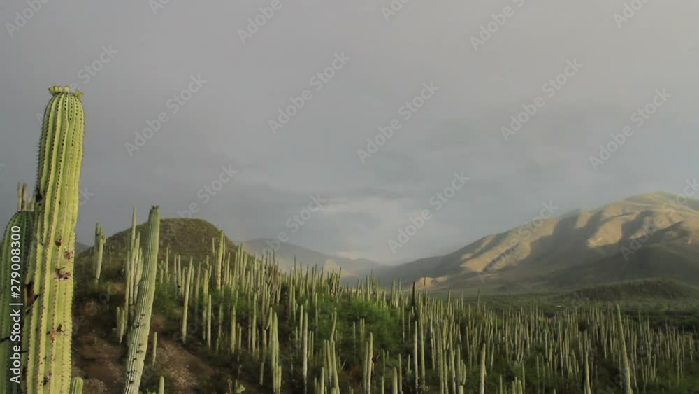 Mexican desert Mexican desert
