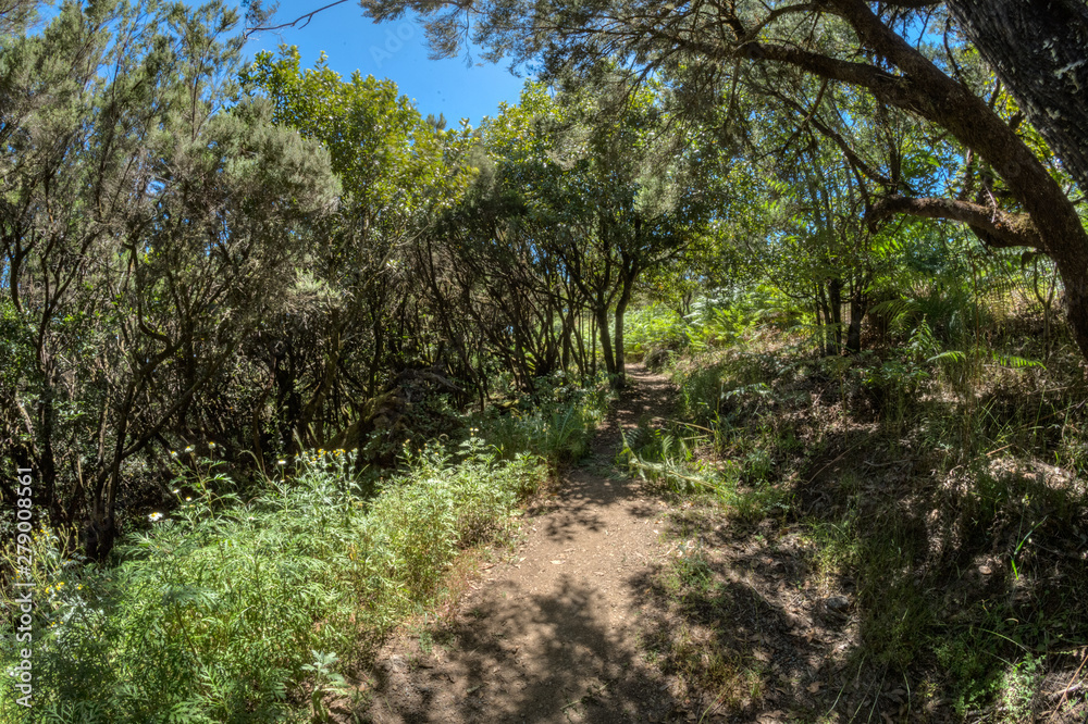 Relict forest on the slopes of the mountain range of the Garajonay National Park. Giant Laurels and Tree Heather along narrow winding paths. Paradise for hiking. Fish eye lens. La Gomera, Spain. Relict forest on the slopes of the mountain range of the Garajonay National Park. Giant Laurels and Tree Heather along narrow winding paths. Paradise for hiking. Fish eye lens. La Gomera, Spain.