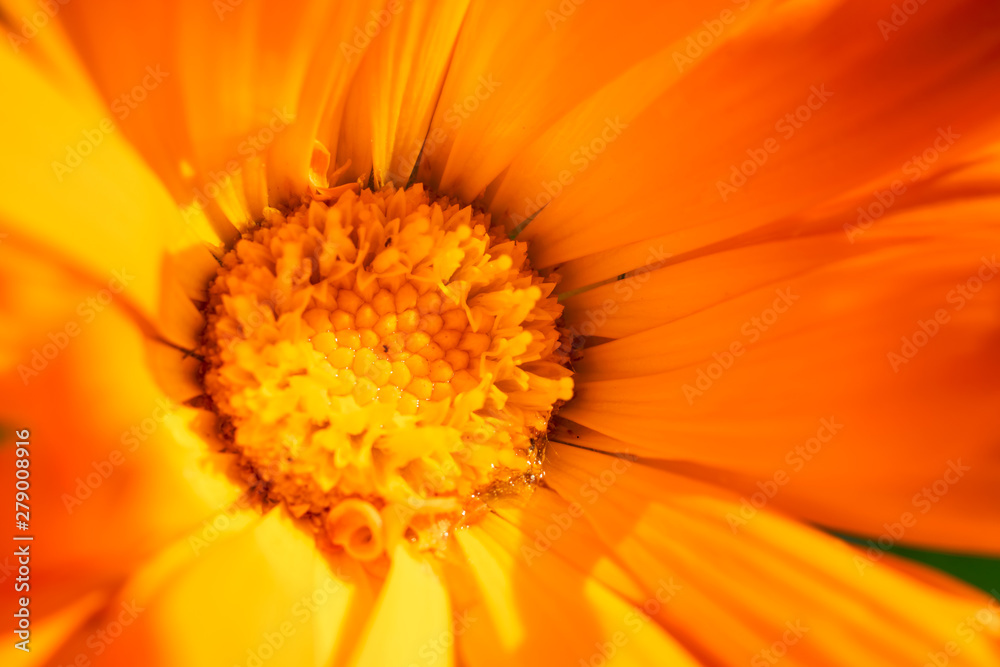 Extreme close-up on a Calendula flower (Marigold) Extreme close-up on a Calendula flower (Marigold)