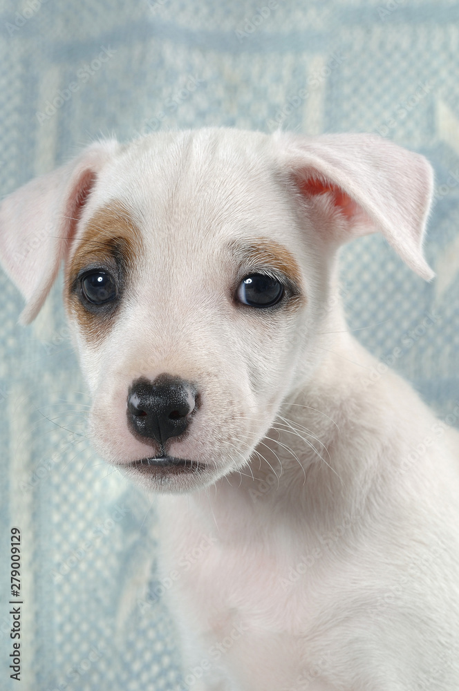 Jack Russell Terrier Jack Russell Terrier