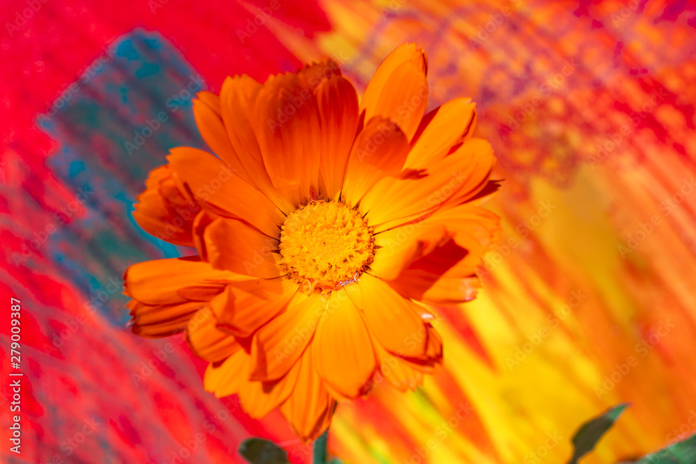 Artistic view of a Calendula flower (Marigold) on a painted colourful background Artistic view of a Calendula flower (Marigold) on a painted colourful background