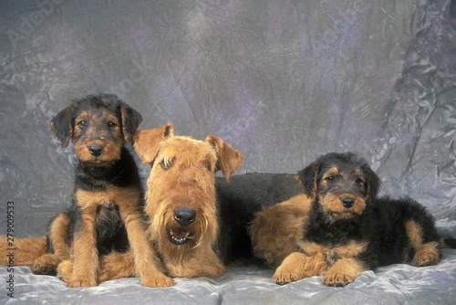 Fotografie Airedale Terrier