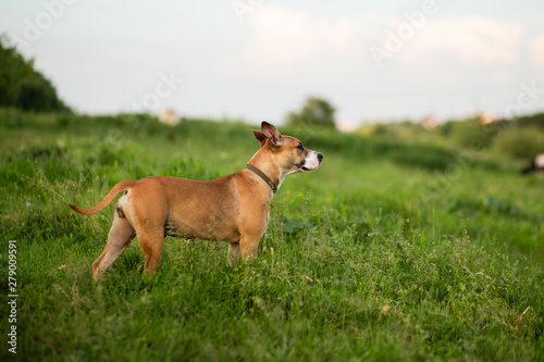 American staffordshire terrier walk and playing in the nature