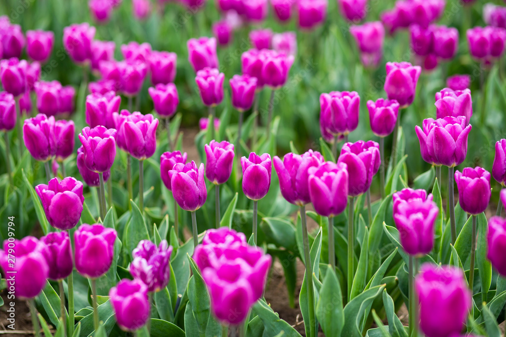 Colorful field of tulips