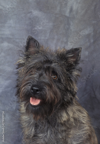 Fotografie Cairn Terrier