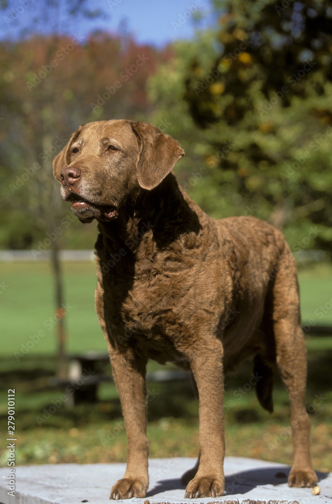 Chesapeake Bay Retriever