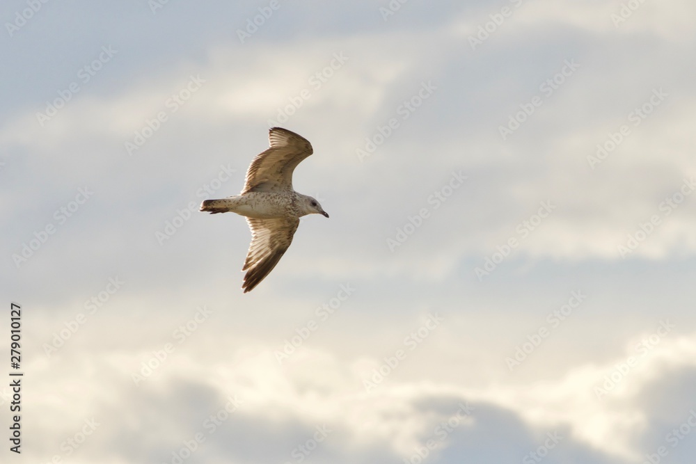 Obraz premium seagull in the sky