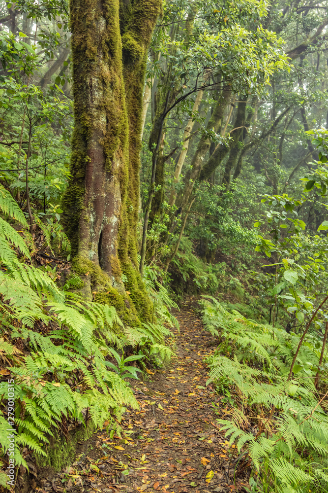 Relict forest on the slopes of the oldest mountain range of the island of Tenerife. Giant Laurels and Tree Heather along narrow winding paths. Paradise for hiking. Vertical frame. Canary Islands. Relict forest on the slopes of the oldest mountain range of the island of Tenerife. Giant Laurels and Tree Heather along narrow winding paths. Paradise for hiking. Vertical frame. Canary Islands.