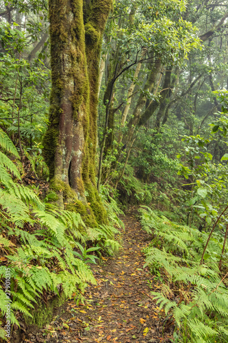 Relict forest on the slopes of the oldest mountain range of the island of Tenerife. Giant Laurels and Tree Heather along narrow winding paths. Paradise for hiking. Vertical frame. Canary Islands.