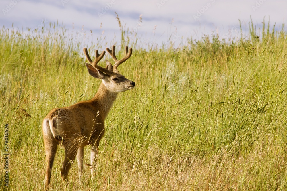 mule deer in field mule deer in field