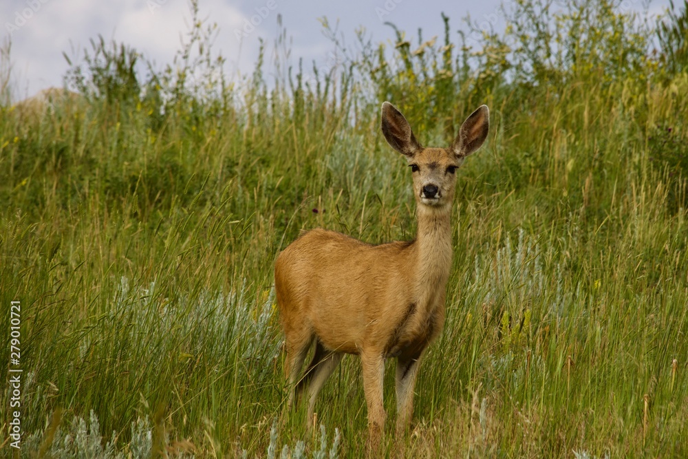 mule deer in field