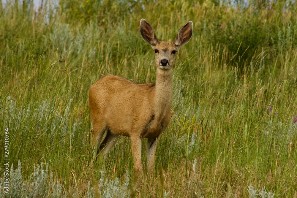 mule deer in field