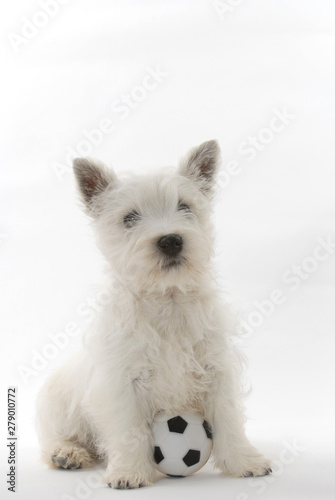 West Highland White Terrier