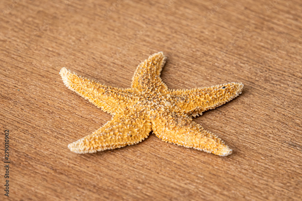 Sea star starfish species from the northern sea in europe five arms front on wooden underground Sea star starfish species from the northern sea in europe five arms front on wooden underground