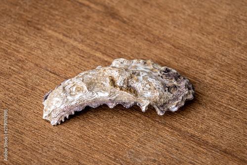 Tropic oyster sea shell living in the Australian Ningaloo reefs on wooden underground