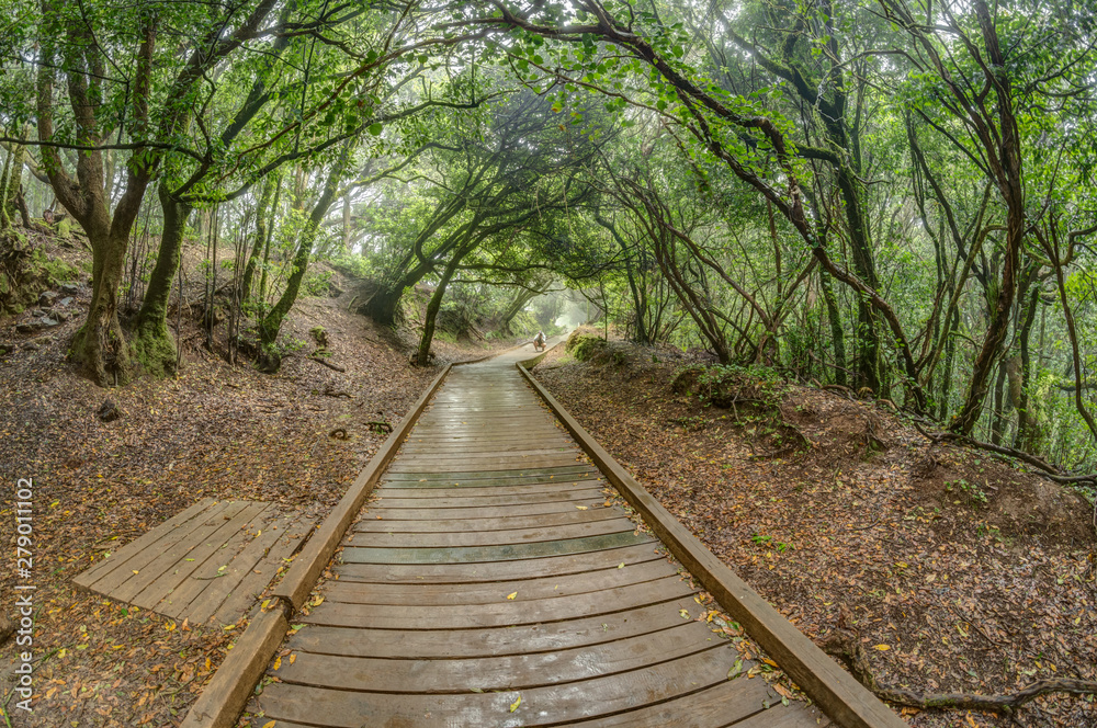 A young traveler in the relic forest. Anaga mountain range on the island of Tenerife. Giant laurels and heather tree along narrow winding paths. Paradise for hiking. Fish eye. Canary Islands, Spain A young traveler in the relic forest. Anaga mountain range on the island of Tenerife. Giant laurels and heather tree along narrow winding paths. Paradise for hiking. Fish eye. Canary Islands, Spain
