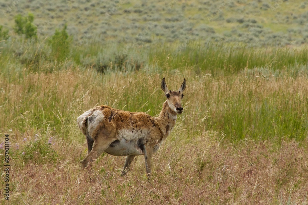 Fototapeta premium pronghorn