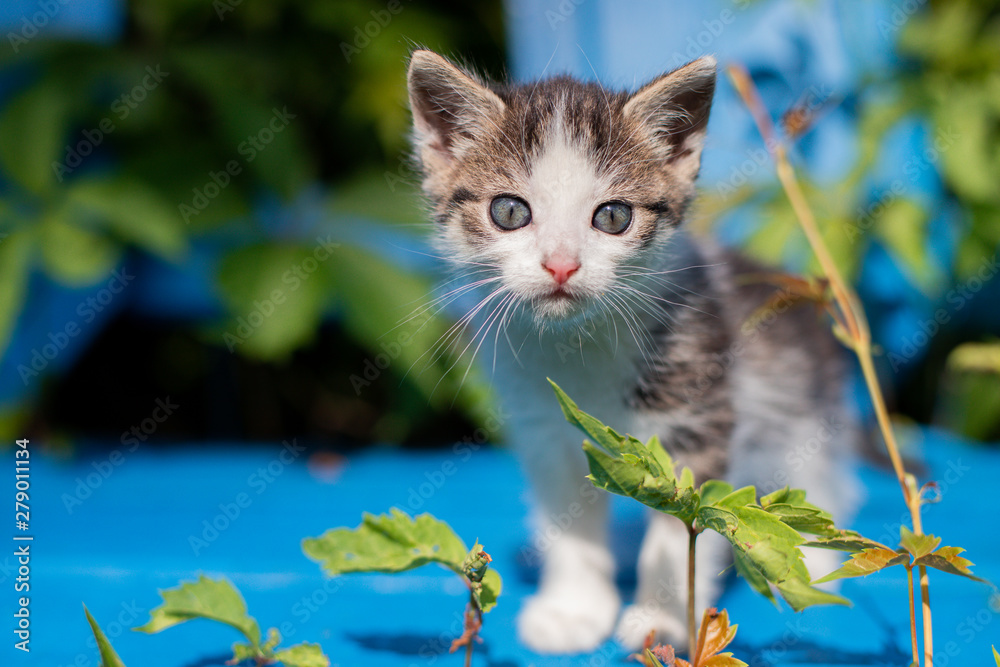Obraz premium Young kitten on a blue bench.