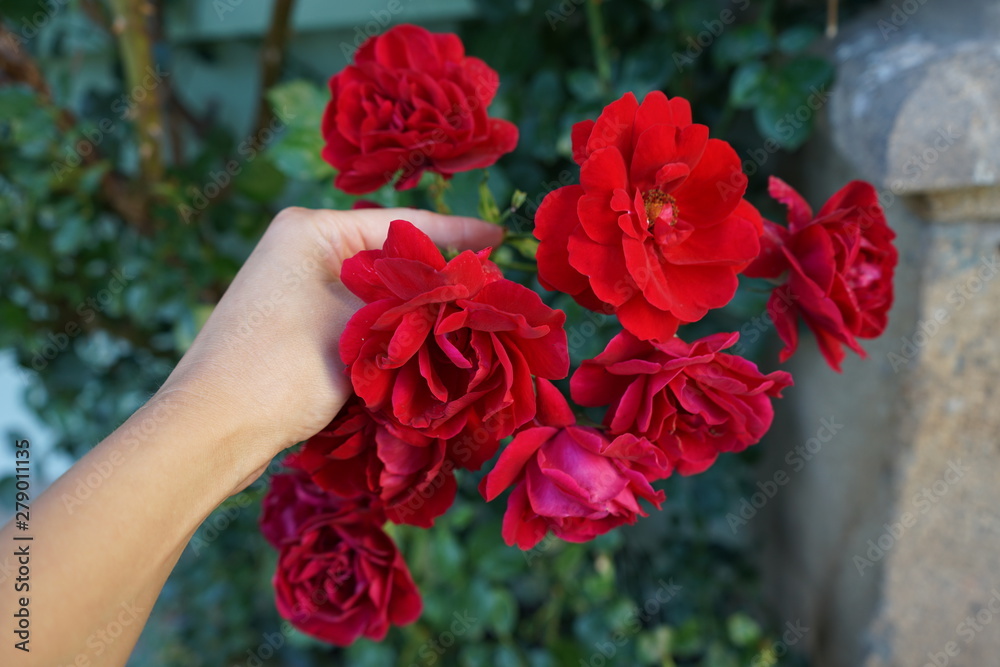 red roses in hand red roses in hand