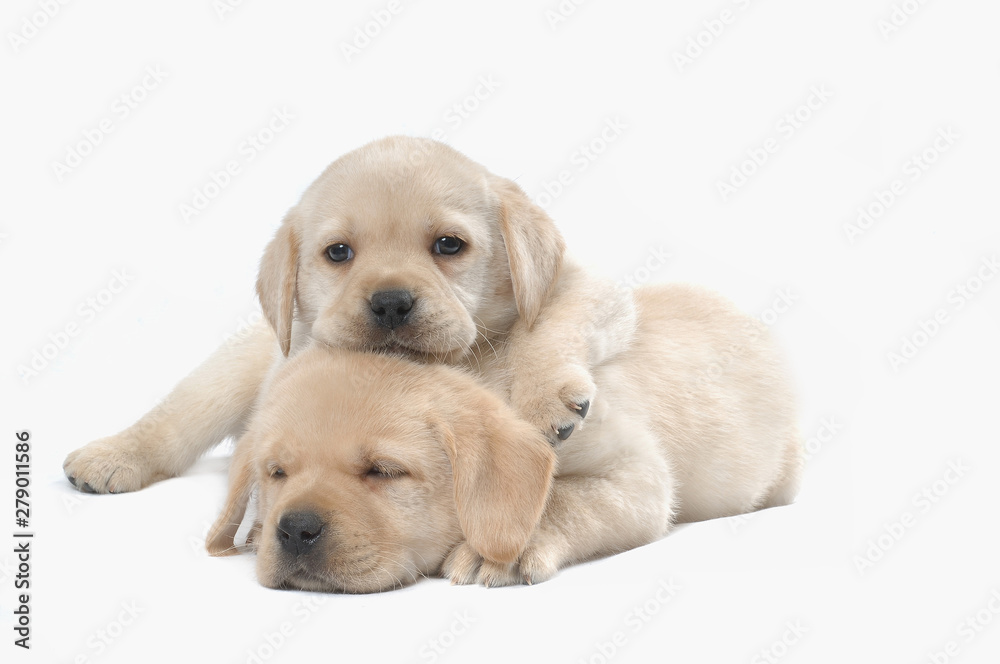 Labrador Retriever Labrador Retriever