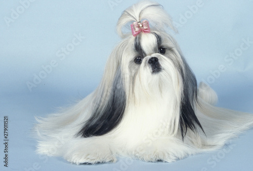 Konstfotografi Shih Tzu