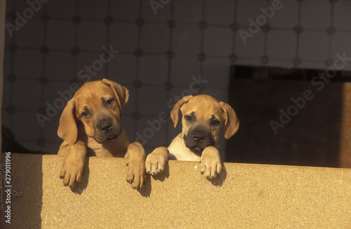 Boerbull Terrier photo