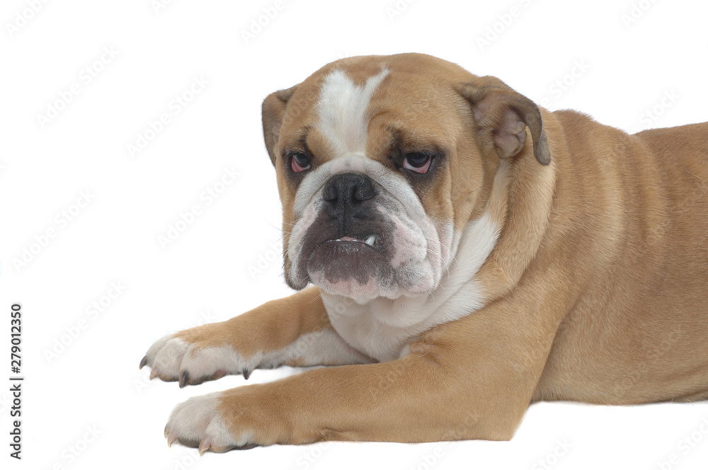 English Bulldog