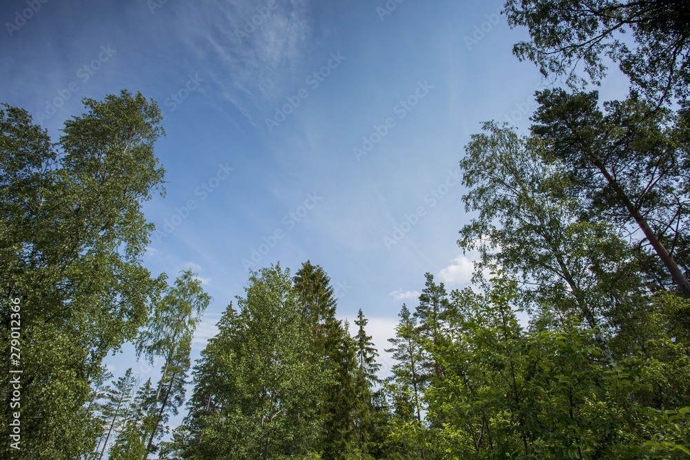Beautiful view of green tops of high trees on blue sky and clouds background. Gorgeous nature backgrounds. Beautiful view of green tops of high trees on blue sky and clouds background. Gorgeous nature backgrounds.