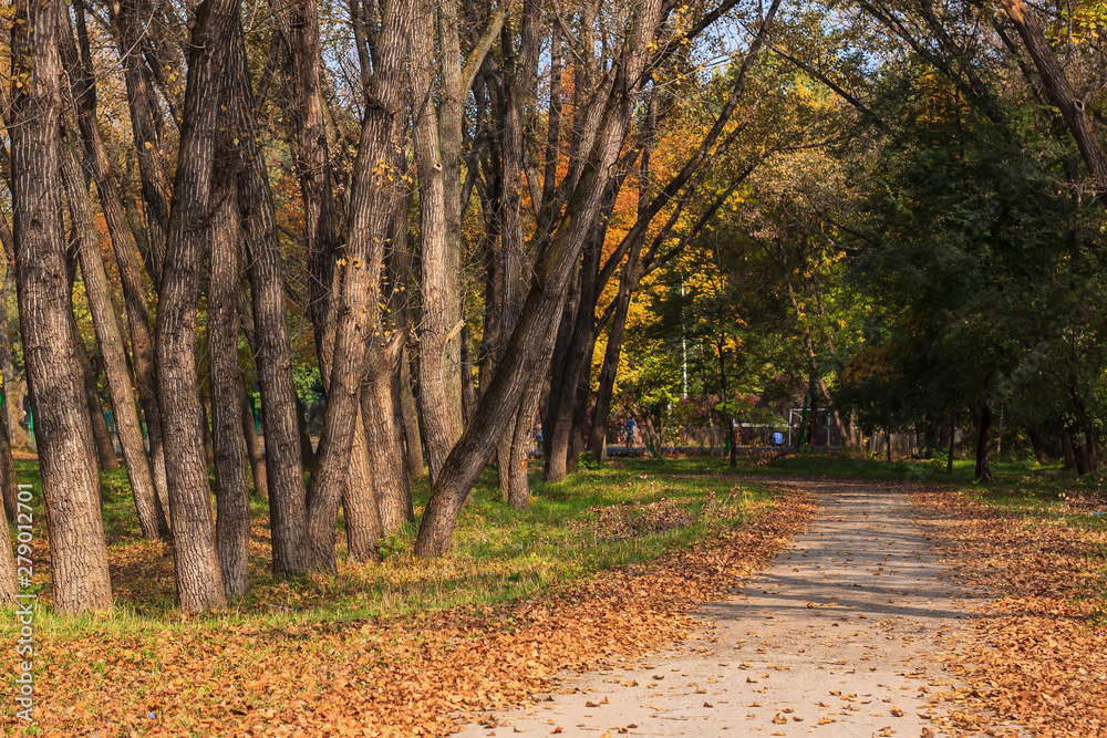 Naklejka premium alley strewn with Golden leaves from trees in autumn