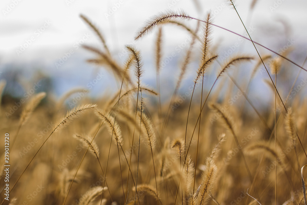 Fototapeta premium spikelets of cereals against the sky on the field