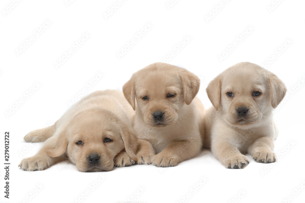 Labrador Retriever