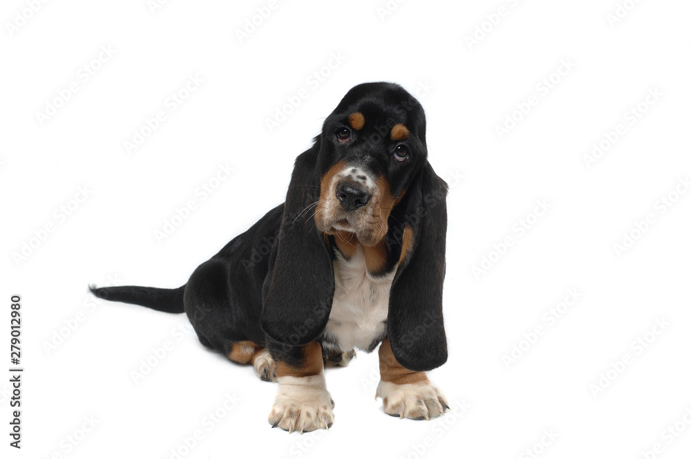 Basset Hound