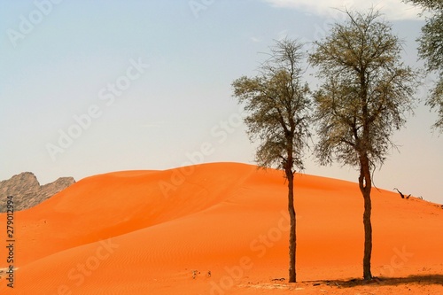 Oman desert: View on red orange sand dune with isolated group of trees in arid dry environment
