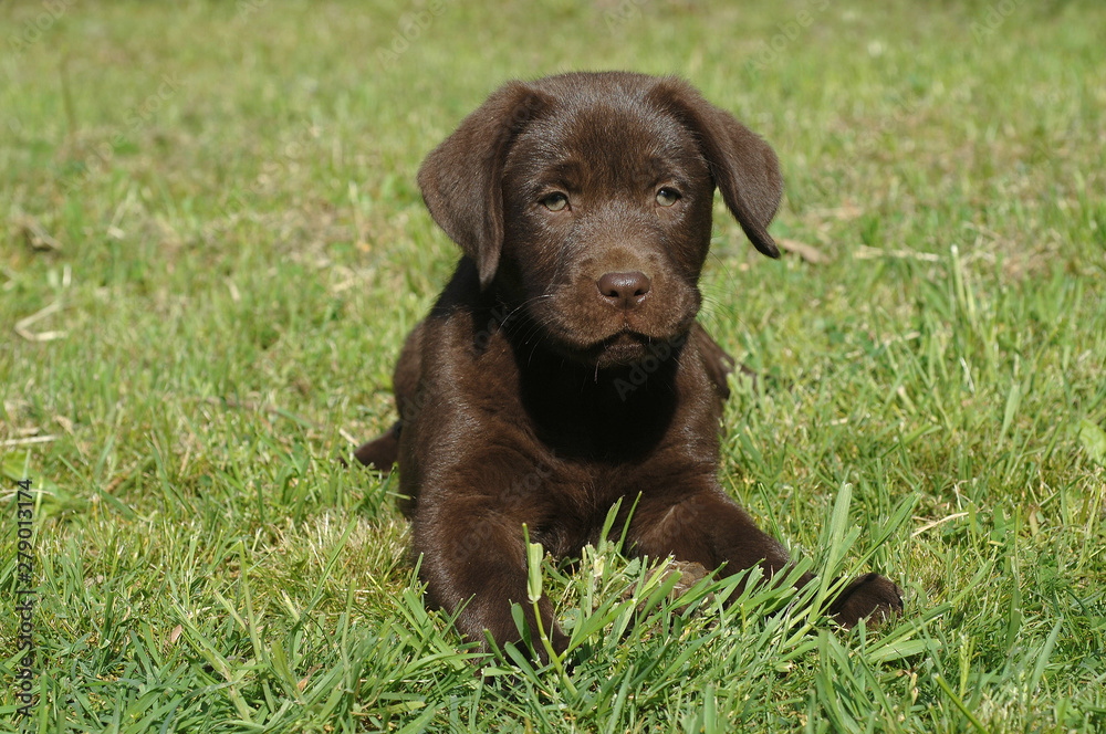 Labrador Retriever