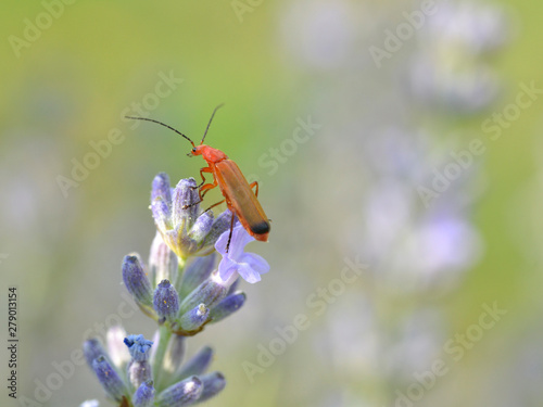 Macro of common red soldier beetle (Rhagonycha fulva) on lavender flower