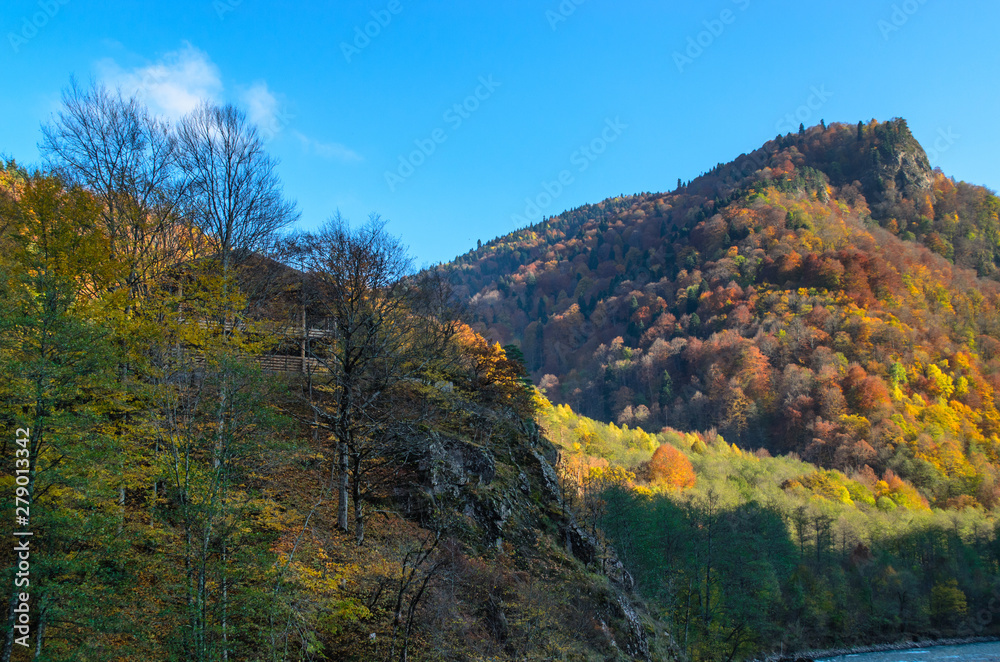 colored autumn forest of yellow red and green trees on rocky mountains