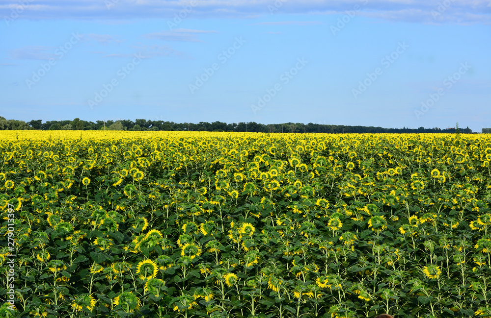 Obraz premium A large field of sunflowers on a summer day.